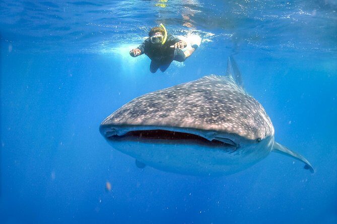 La Paz Whale Shark Snorkeling Tour and Lunch From Los Cabos - FAQ