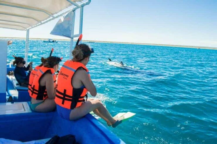 La Paz: Whale Shark Snorkeling Tour - Booking Information