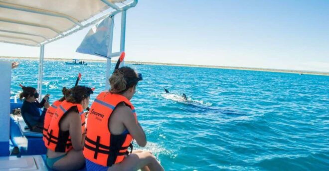 La Paz: Whale Shark Snorkeling Tour - Experience Highlights