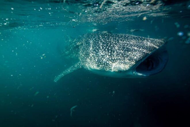 La Paz: Whale Shark Snorkeling Tour - Safety and Restrictions