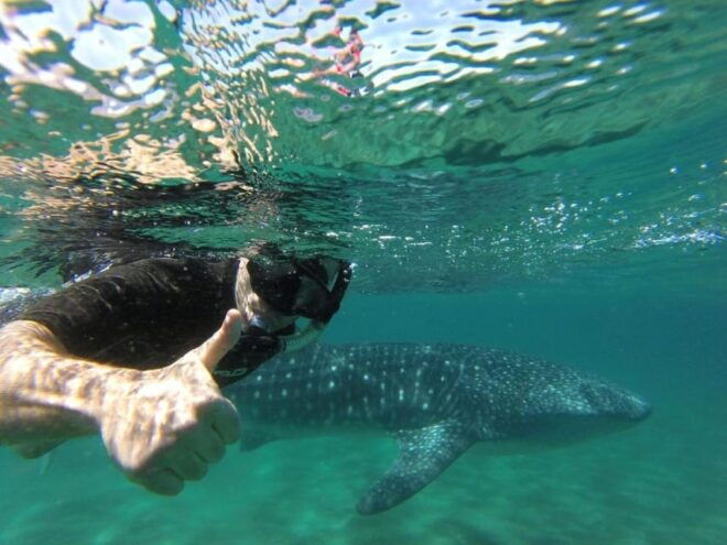 La Paz: Whale Shark Snorkeling Tour - Preparation and Meeting Point