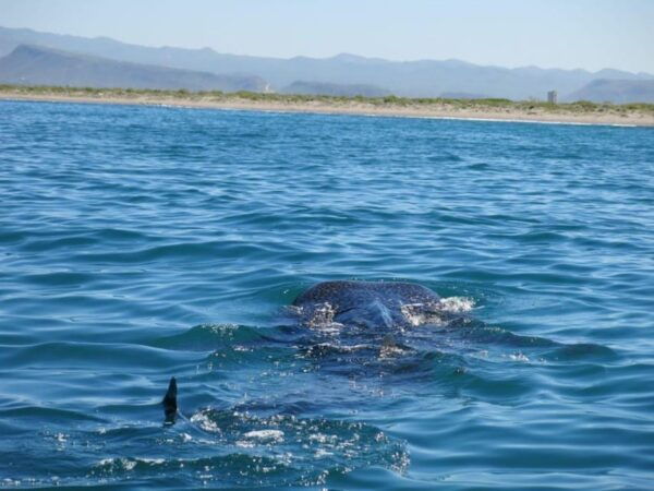 La Paz: Whale Shark Snorkeling Tour - Location and Duration