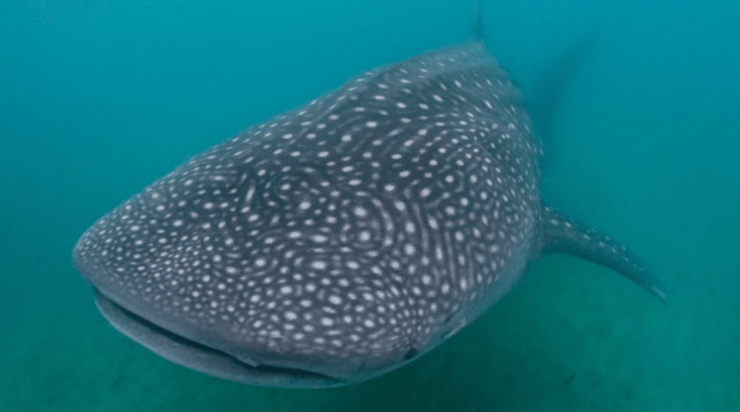 La Paz: Whale Sharks Snorkeling Tour - Good To Know