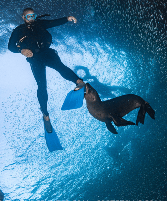 La Paz: Whale Sharks Snorkeling Tour - Inclusions in the Tour