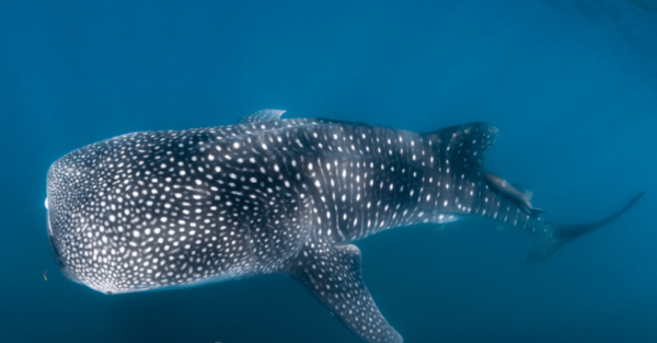 La Paz: Whale Sharks Snorkeling Tour - Tour Location and Duration