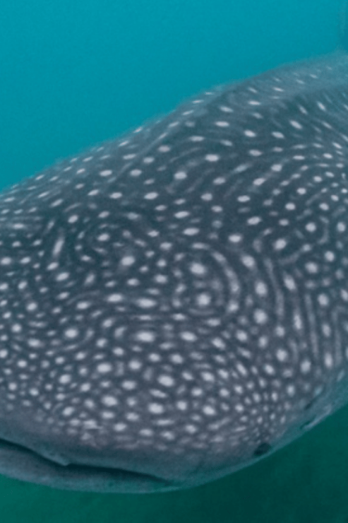 La Paz: Whale Sharks Snorkeling Tour - Good To Know