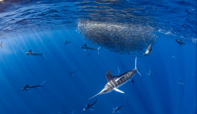 La Paz: Whale Sharks Snorkeling Tour - Tour Guidance and Regulations