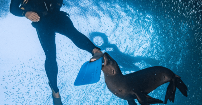 La Paz: Whale Sharks Snorkeling Tour - Group Size and Languages