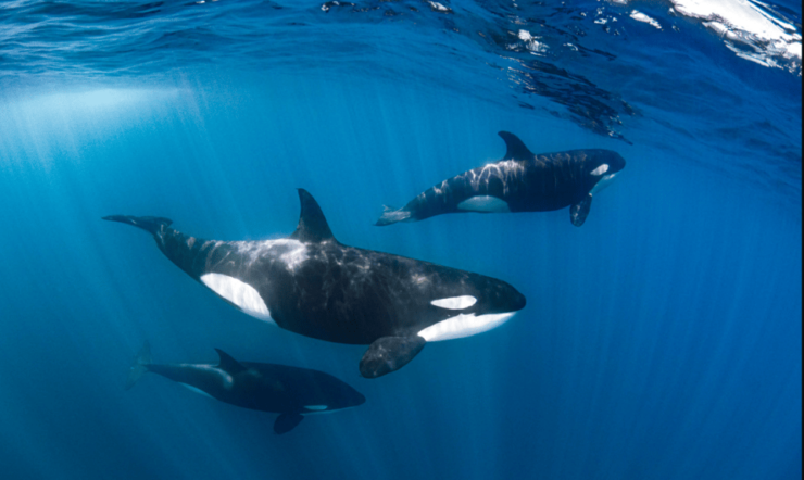 La Paz: Whale Watching Tour - Good To Know