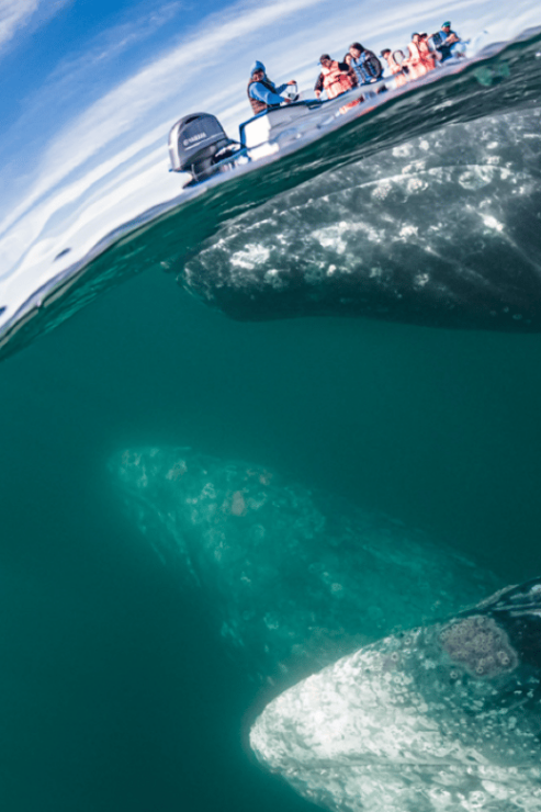 La Paz: Whale Watching Tour - Itinerary and Activities