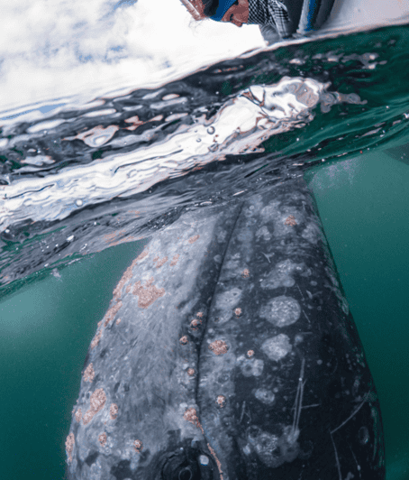 La Paz: Whale Watching Tour - Culinary Experience