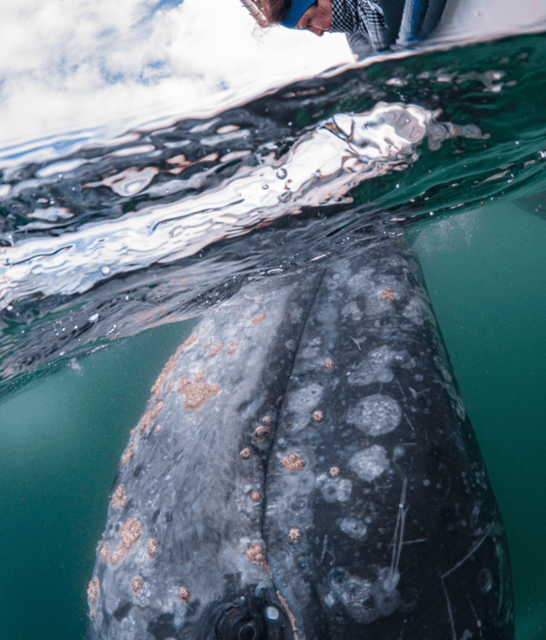 La Paz: Whale Watching Tour - Wildlife Encounter Highlights