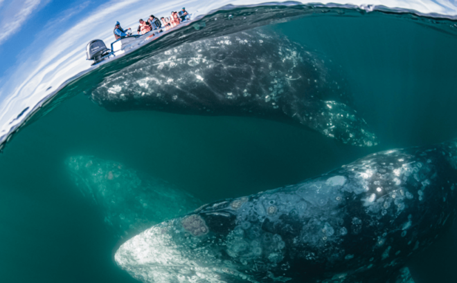 La Paz: Whale Watching Tour - Scenic Van Rides