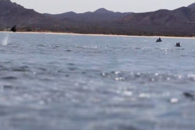 La Paz Wildlife Ocean Safari & Beach Club Leisure in La Ventana - Analyzing the Value