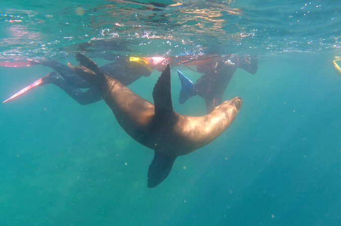 La Paz Wildlife Ocean Safari & Beach Club Leisure in La Ventana - FAQ