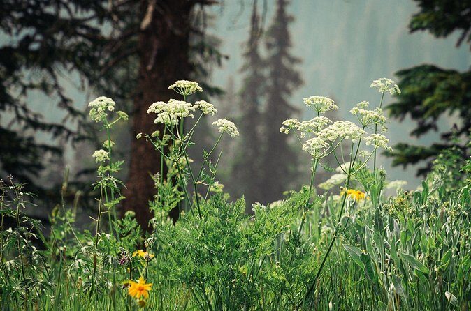 La Plata Canyon Jeep Tour in Colorado - Authentic Insights from Past Travelers