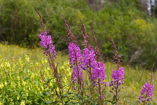 La Plata Canyon Jeep Tour in Colorado - FAQ
