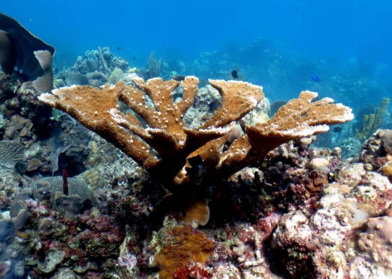 La Romana: Catalina Island for Mein Schiff Cruise Passengers - Who Will Love This Tour?