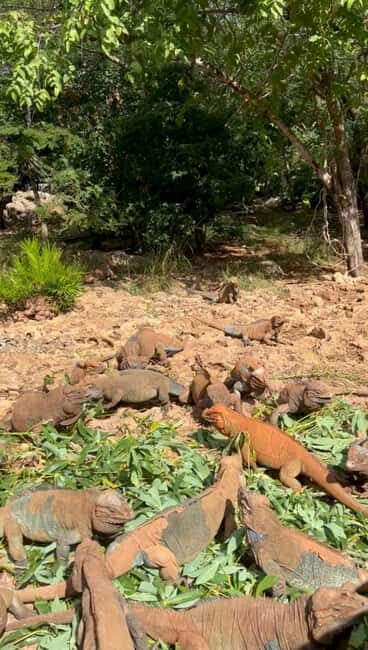 La Romana Half-Day Small Group Tour: Cave, Maze & Culture - Why This Tour Stands Out