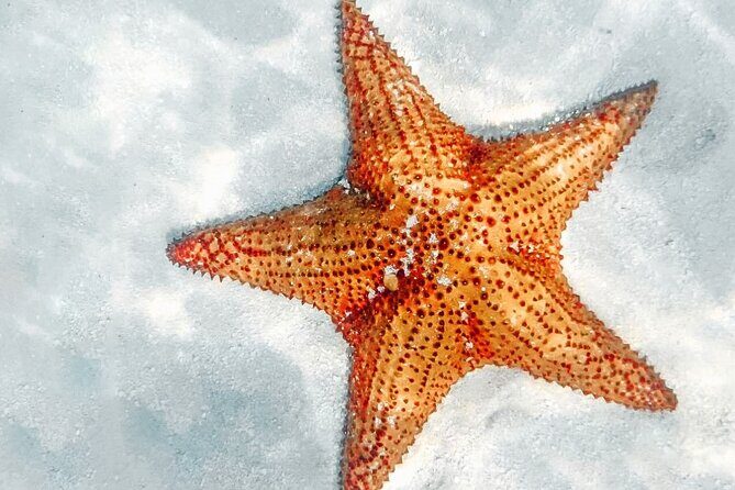 La Romana: Saona Crusoe VIP - Kreuzfahrtgäste - The Sum Up