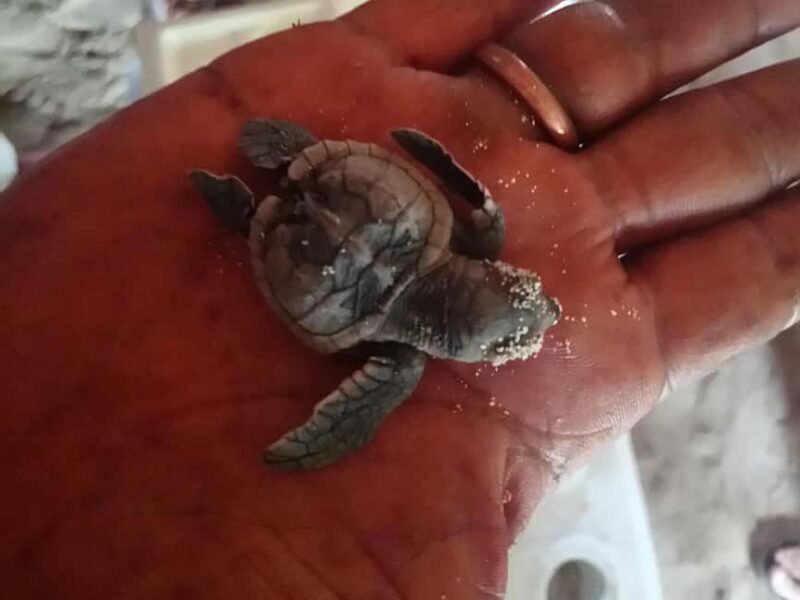 La Romana: Saona Island Boat Tour with Lunch - Canto de la Playa & Snorkeling Fun