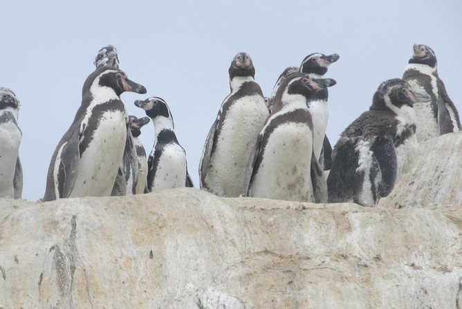 La Serena: Full Day to Isla Damas & Humbolt Pinguino National Reserve - Inclusions and Exclusions