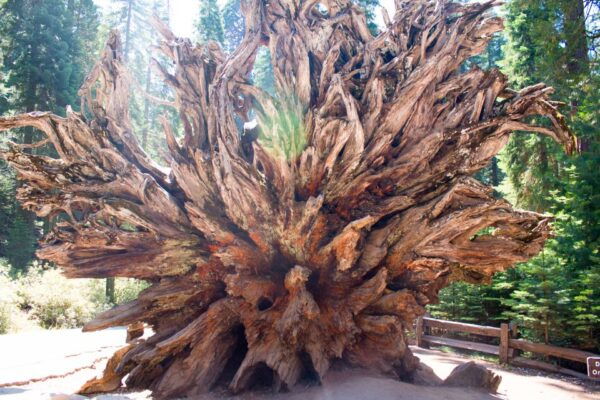 LA: SF, Yosemite, Grand Canyon, and Las Vegas 7-Day Trip - Common Questions