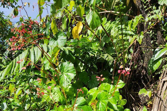 La Soufriere Volcano Adventure - Price and Value Analysis