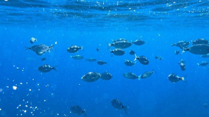 La Spezia: 3h Boat Tour Portovenere / Lerici / 3 Islands - The Experience’s Highlights