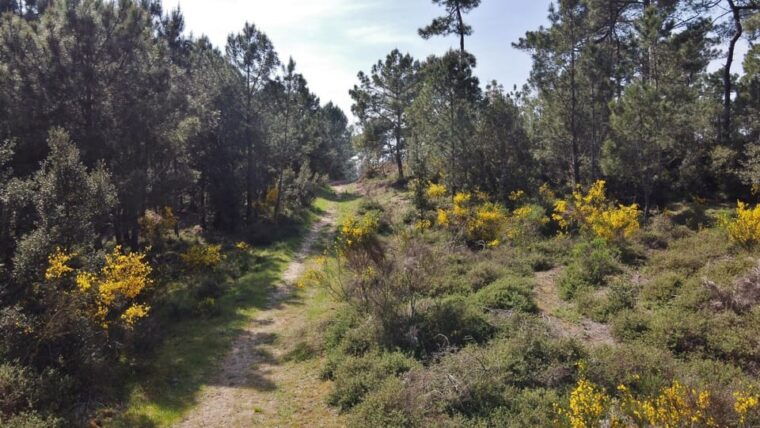La Tremblade: Hiking in the Domanial Forest of Coubre - What to Bring