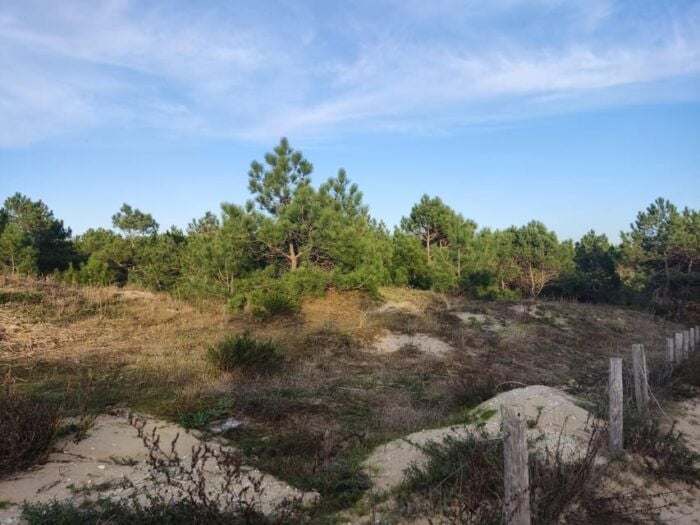 La Tremblade: Hiking in the Domanial Forest of Coubre - Tour Logistics