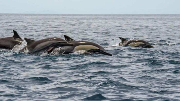 La Ventana Ocean Safari & Cerralvo Island 3 People Package - Good To Know