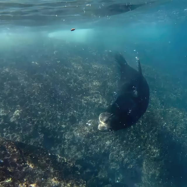 La Ventana Ocean Safari & Cerralvo Island 3 People Package - Snorkeling With Marine Life