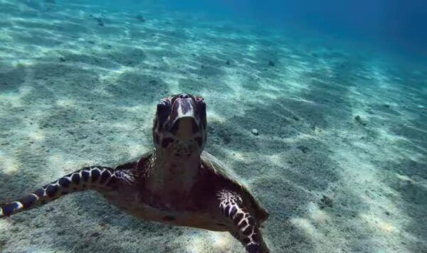 La Ventana Ocean Safari & Cerralvo Island 3 People Package - Inclusions and Requirements