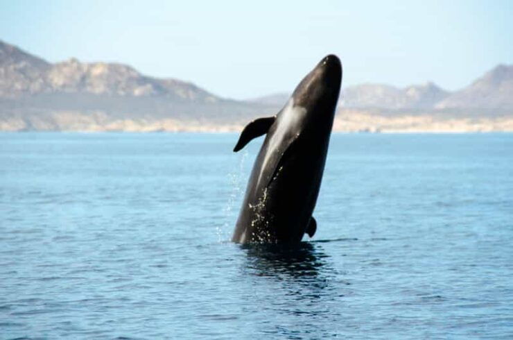 La Ventana: Ocean Safari & Cerralvo Island Private Tour - Good To Know