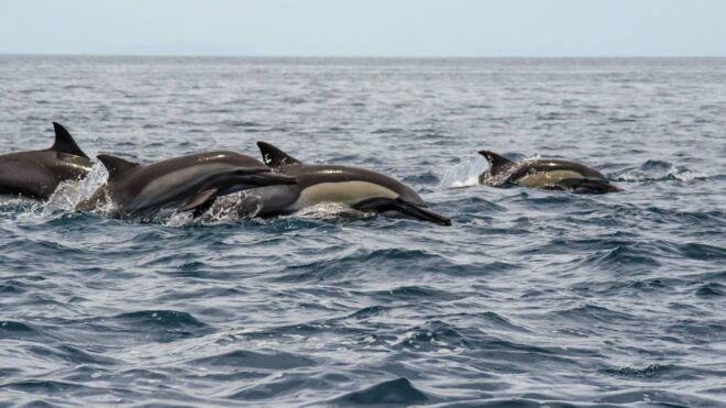 La Ventana: Ocean Safari & Cerralvo Island Private Tour - Provided Inclusions