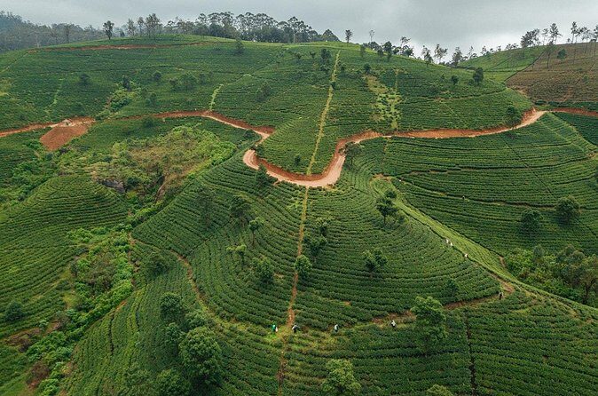 Labookellie Tea Factory Tour from Nuwara Eliya - FAQ