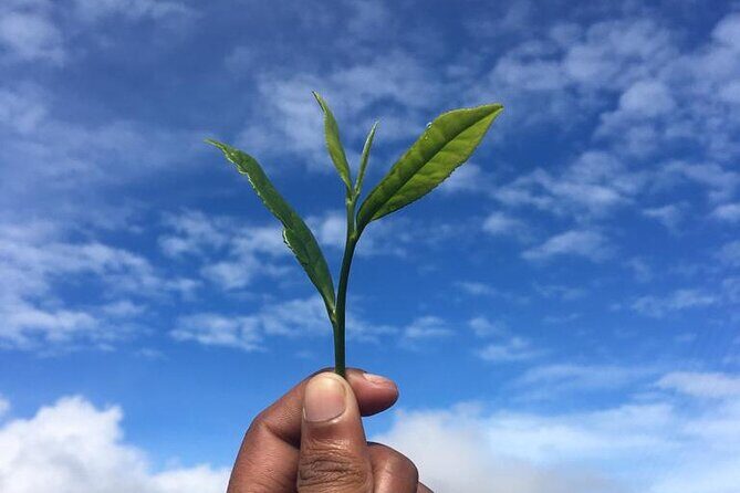 Labookellie Tea Factory Tour from Nuwara Eliya - What Travelers Love About This Tour