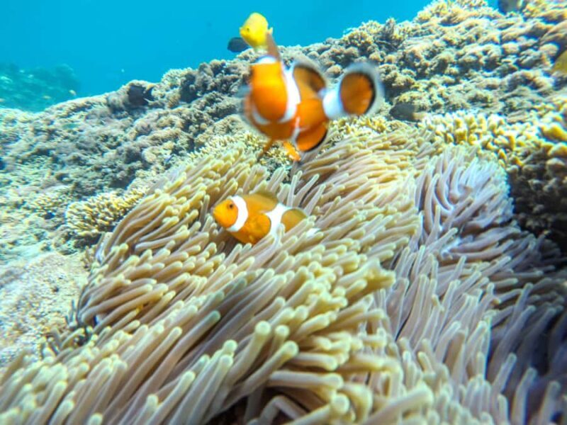 Labuan Amuk Bali: snorkeling tour with traditional boat - Good To Know