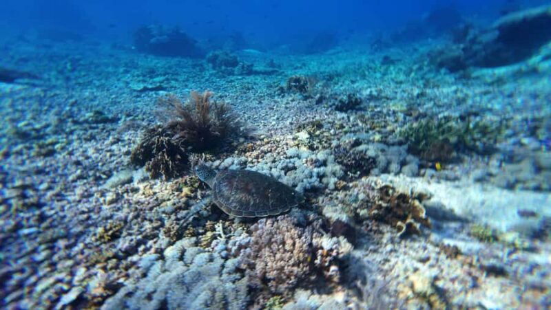 Labuan Bajo: 2 Nights Komodo Liveaboard on Phinisi Boat - Frequently Asked Questions