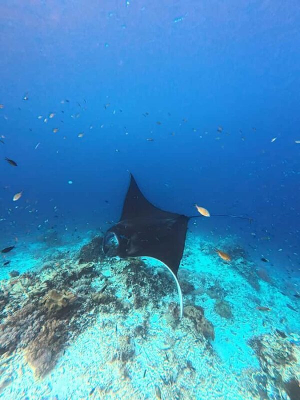 Labuan Bajo: 2 Nights Komodo Liveaboard on Phinisi Boat - Final Summary