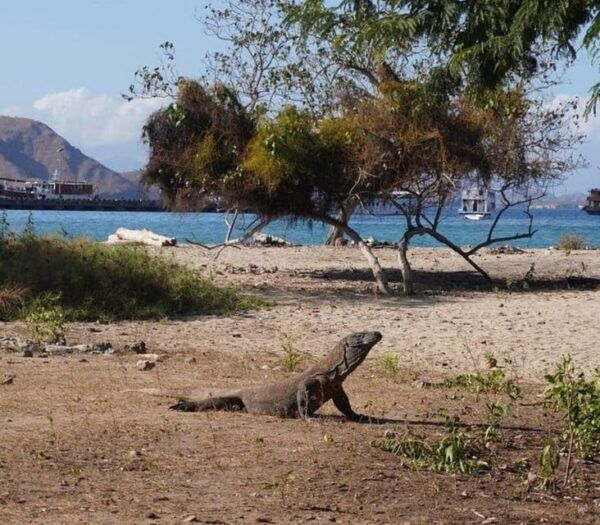Labuan Bajo: Day Trip 6-Points Komodo Islands With Speedboat - Tips for an Enjoyable Trip