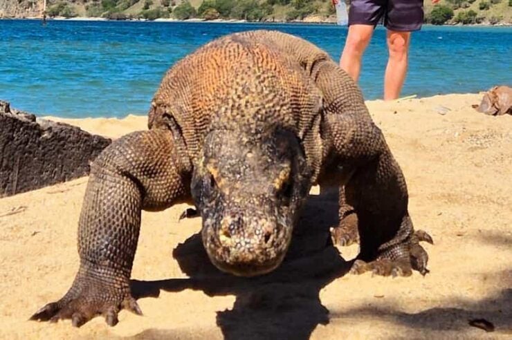 Labuan Bajo: Dragons Day Trip & Island Hopping With All Fee - Key Points