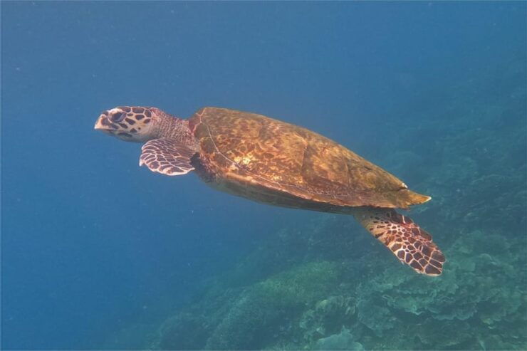 Labuan Bajo: Dragons Day Trip & Island Hopping With All Fee - Itinerary Highlights