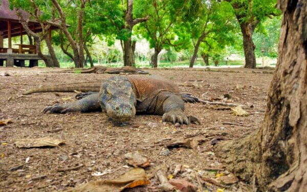LABUAN BAJO EXCURSIONS : DAY SEA TOUR - What to Bring