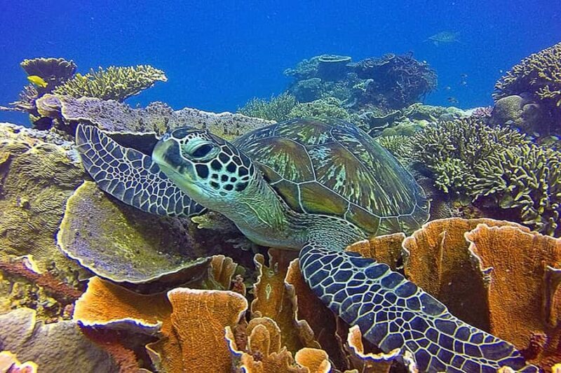 Labuan Bajo  First Dive in Komodo Sea - Why This Tour Stands Out