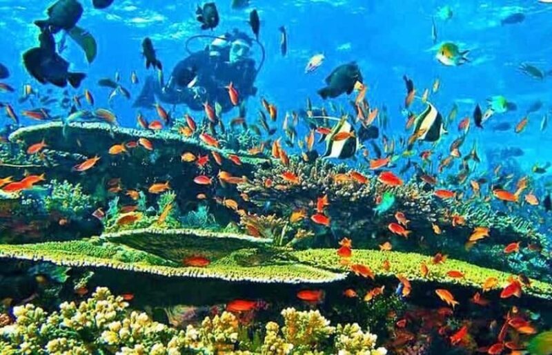 Labuan Bajo  First Dive in Komodo Sea - The Sum Up