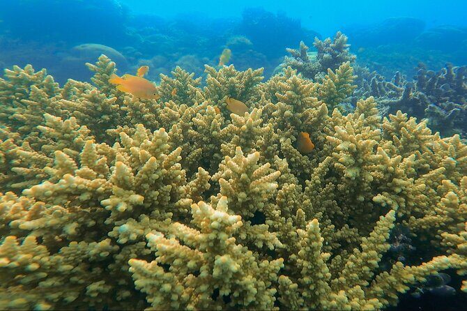 Labuan Bajo - Komodo multi day tour Using Luxury Pinishi Boat - Who Should Consider This Tour?