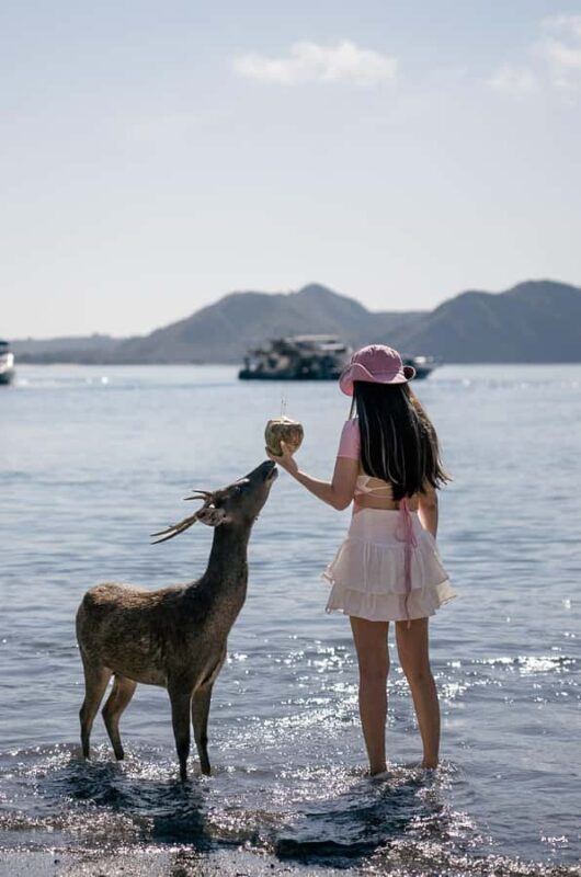 Labuan Bajo: Komodo Private and Shared Speedboat Day Trip - Exploring the Labuan Bajo: Komodo Private and Shared Speedboat Day Trip