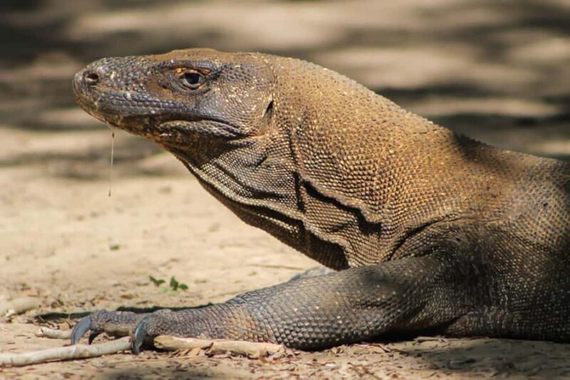 LABUAN BAJO: Komodo Shared Tour With Speed Boat - Authentic Insights from Past Travelers